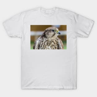 Bird of prey - Kestrel T-Shirt